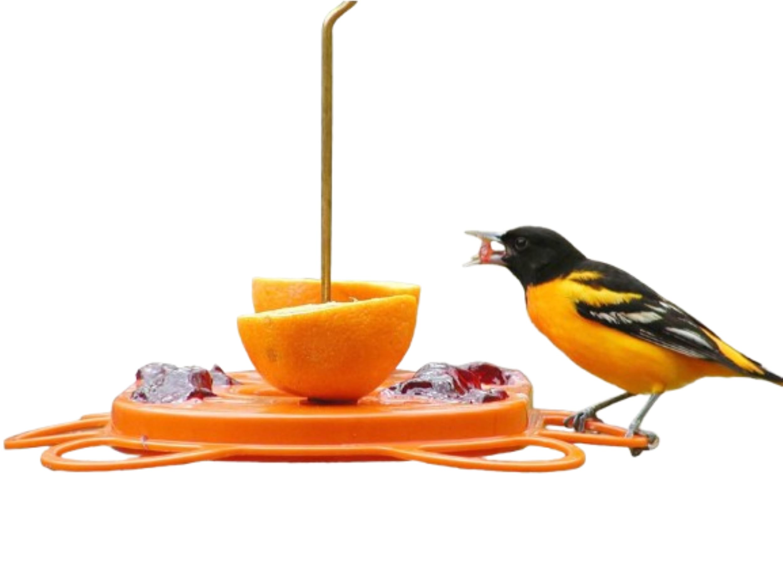 Birds Choice Oriolefest Oriole Bird Feeder | Hanging Bird Feeder for Jelly, Oranges & Nectar | 4 Feeding Ports & Trays with Ant Moat & Bee Guards | Sturdy for Garden & Backyard | 12 oz, Orange