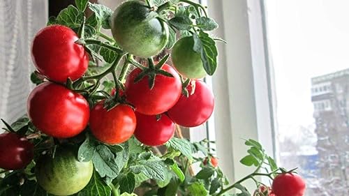 Miniatura 3 de Semillas de tomates cherry de arbusto enano para plantar alrededor de 20 semillas de tomate de interior