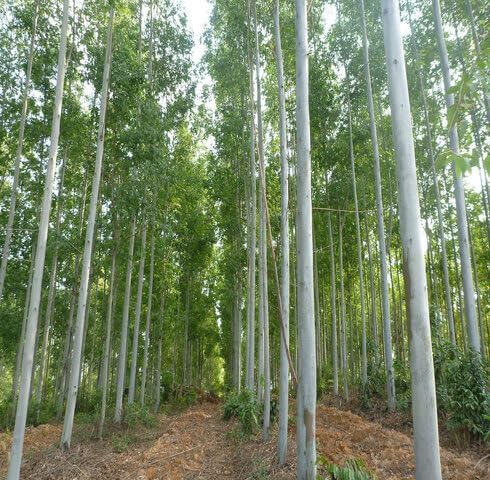 100pcs Green Eucalyptus Tree Seeds