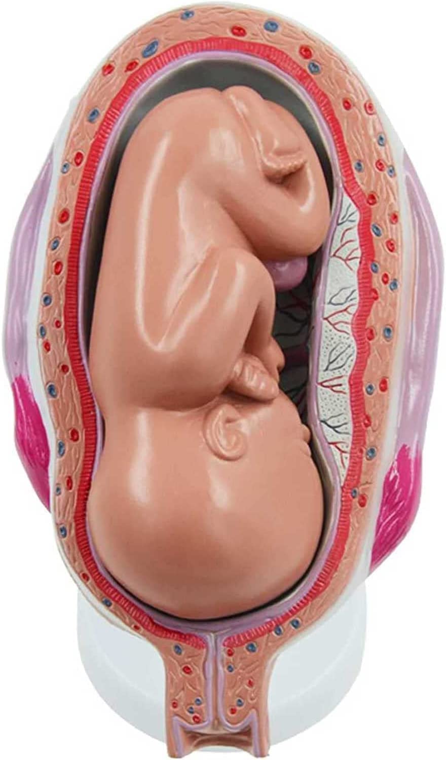 Modèle de fœtus avec organes amovibles pour observer le développement de la grossesse