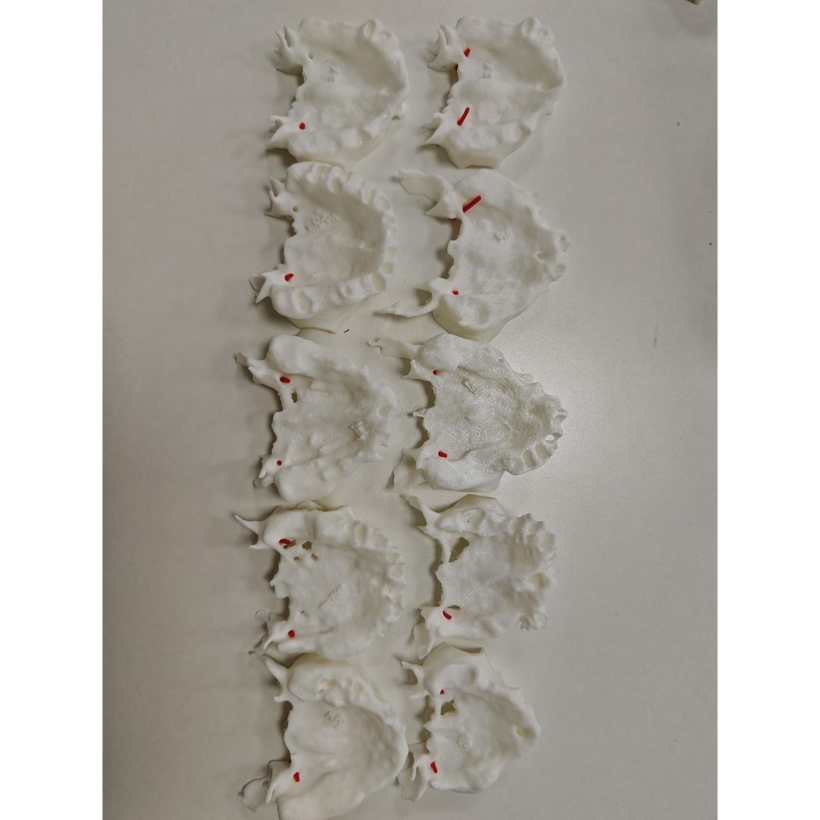 10 Pezzi Modello Dentale dei Denti Include Esercizi di Impianto dell'Arteria Palatina Basati su CT Modello Dimostrativo per Impianto Denti Trasparenti per Studio e Insegnamento