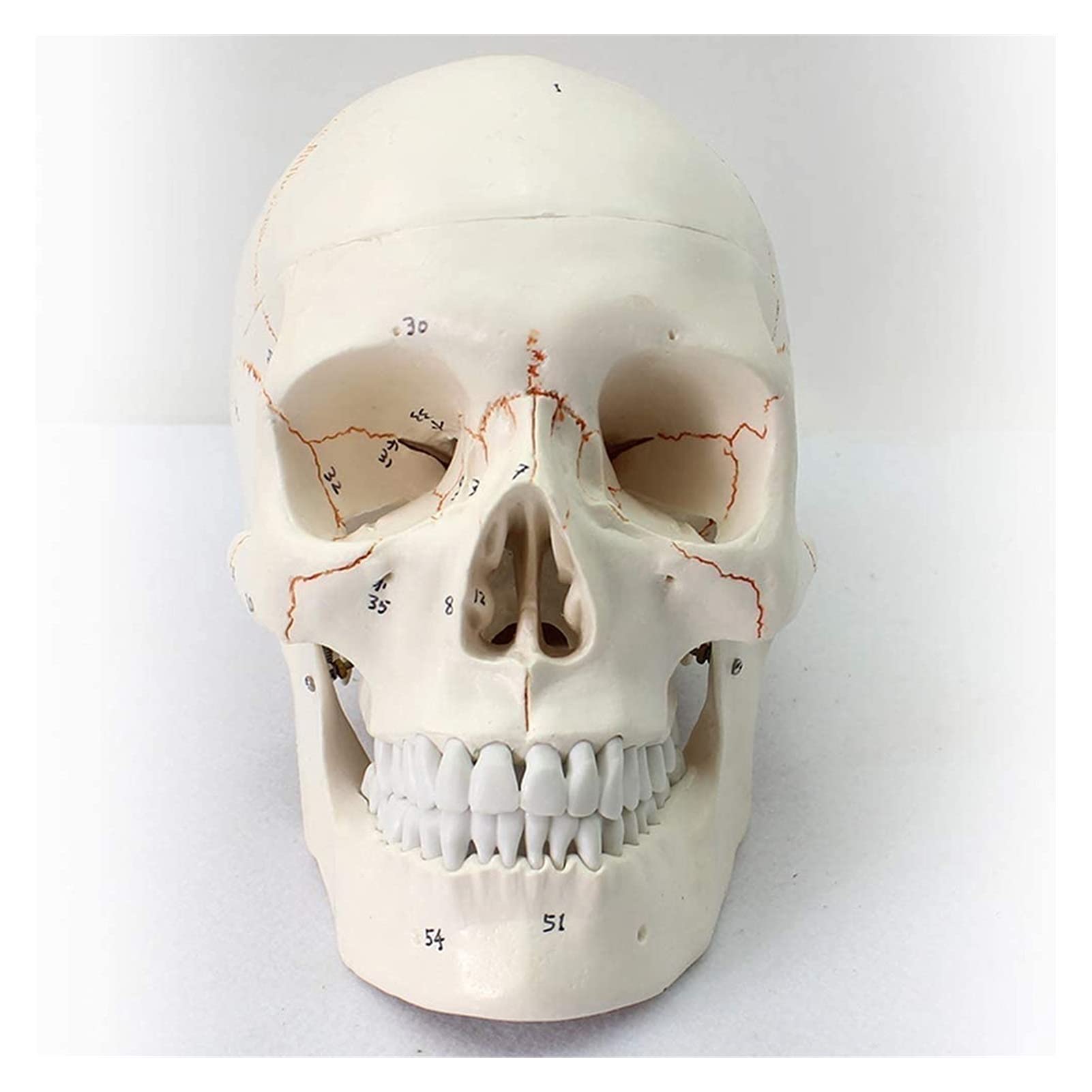 Model nauczania, naukowy zestaw modeli anatomii człowieka Logo czaszki czaszki Cyfrowy standardowy model medyczny model szkieletu ludzkiej czaszki Anatomia biologii