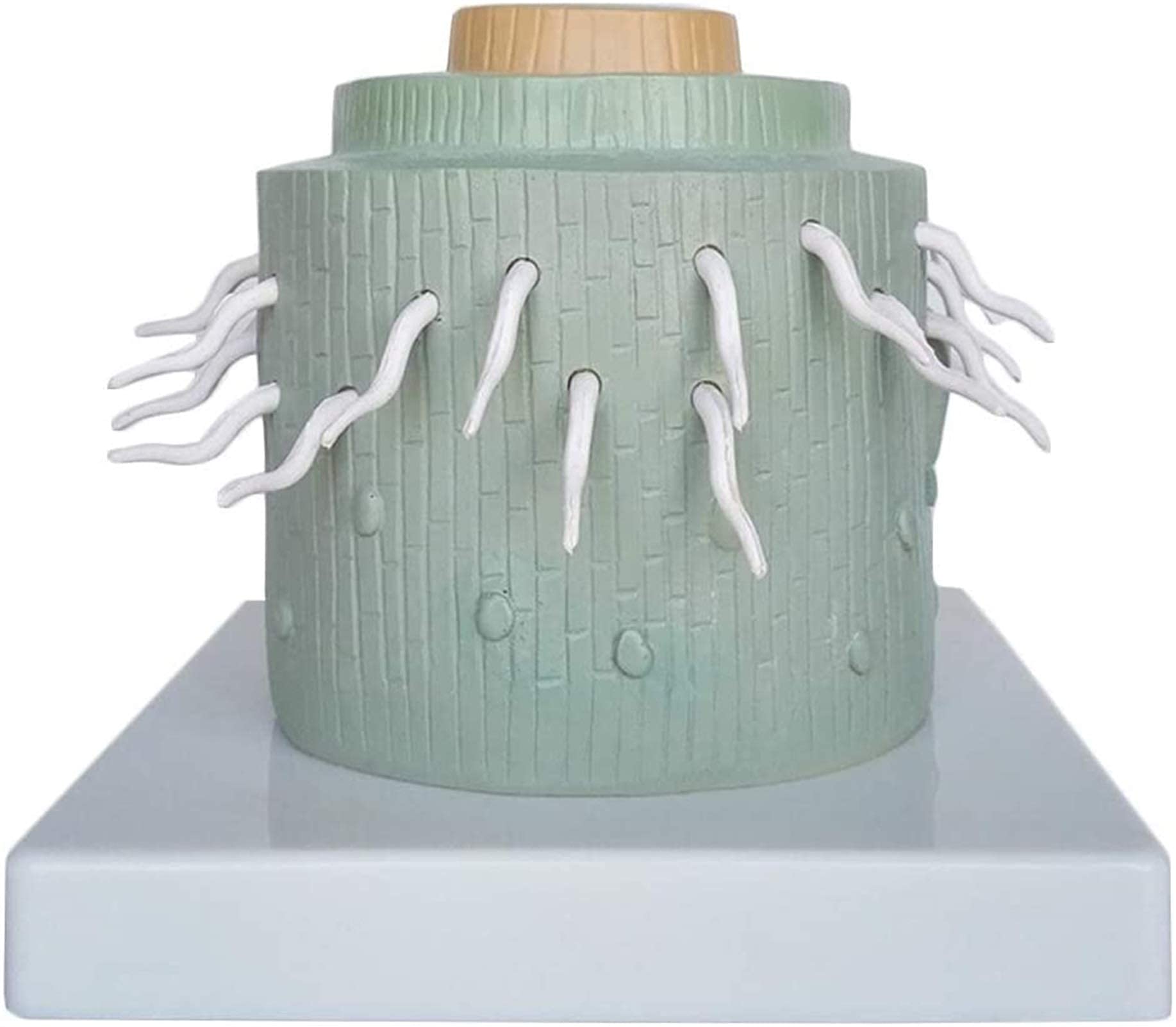 Model anatomii, model korzenia dwuliściennego - roślina model medyczny - materiał PVC Bliźnięta roślina model nauczania do nauki nauczania model medyczny do modelu medycznego de szkieletu