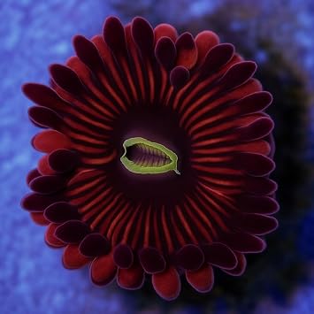 Red People/Eater Zoanthids, Aquacultured, Saltwater, Marine Coral Decor for Reef Tank & Saltwater Aquarium., 1 Head