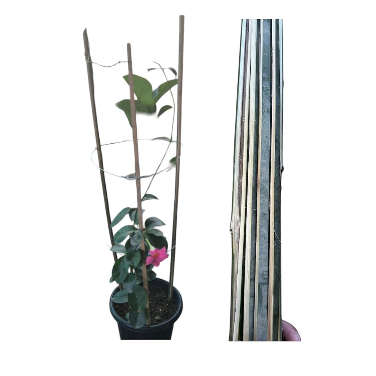Natural Bamboo Sticks Plant Support 32" Height 20 Sticks Bundle for Outdoor Garden-image-11