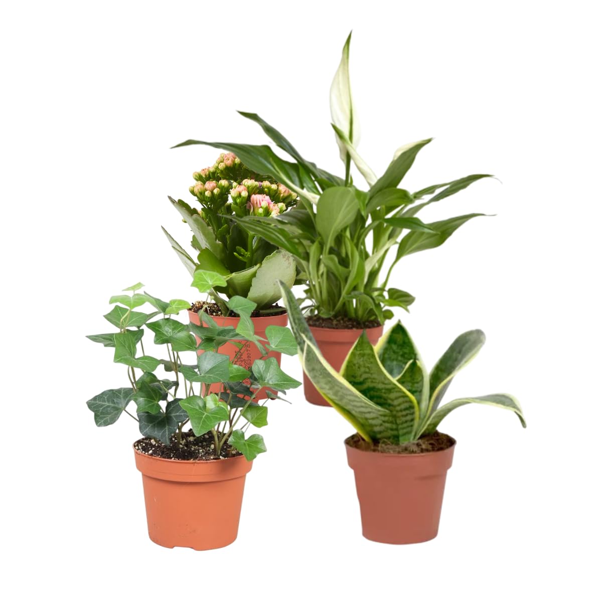 Verdecora Pack de 10 Plantas Naturales en maceta de Ø9cm | Selección Aleatoria de Especies Exóticas y Decorativas | Ideal para Interior y Exterior