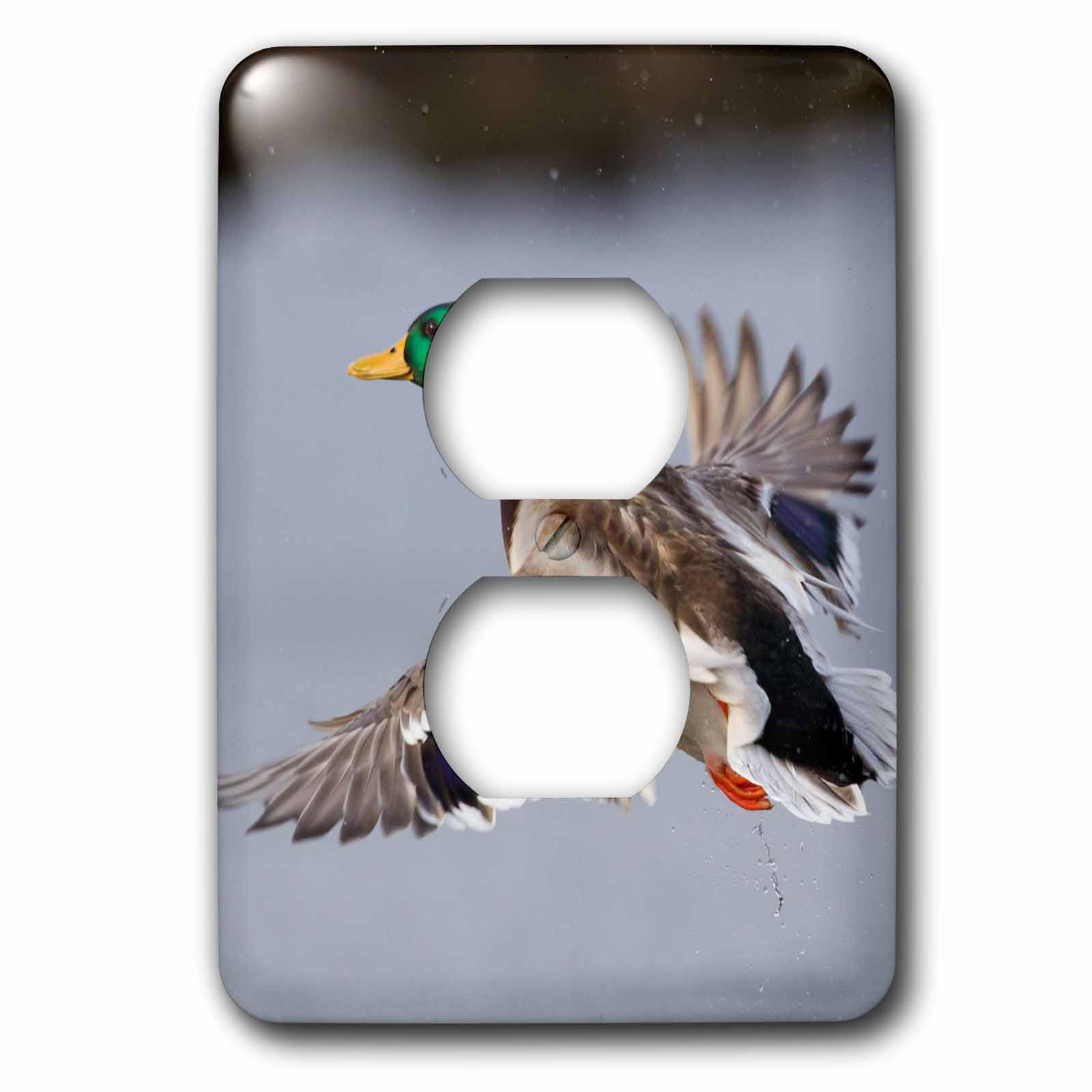 Mallard Drake Take Flight cubierta de enchufe multicolor 3D Rose