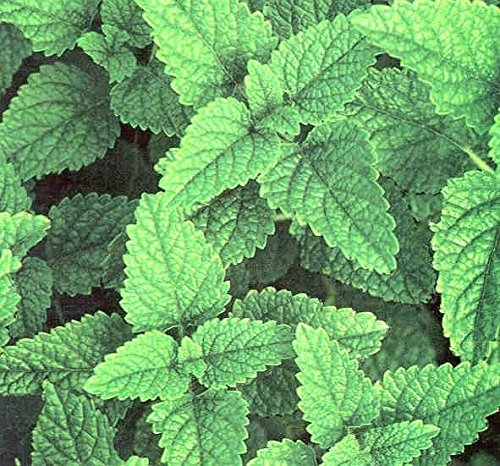 Lemon Balm (Melissa Officinalis) Garden Herb Plug Plants Pack x6