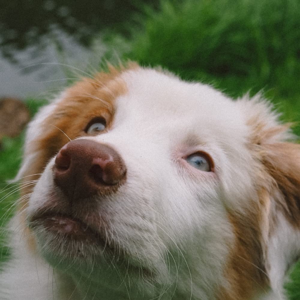 Huile DE Saumon 5 L - pour Chiens et Chats - Source d'Oméga 3 - Beauté du Pelage - Brillance des Poils - Santé de la Peau - Confort Cardio-vasculaire - Développé en France