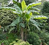 2 Musa Basjoo Live Starter Plants - 4-6 Inches - Cold Hardy Banana Tree - Ornamental & Edible Fruit