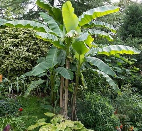 2 Musa Basjoo Live Starter Plants - 4-6 Inches - Cold Hardy Banana Tree - Ornamental & Edible Fruit