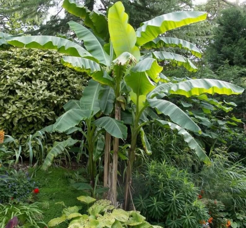 2 Musa Basjoo Live Starter Plants - 4-6 Inches - Cold Hardy Banana Tree - Ornamental & Edible Fruit