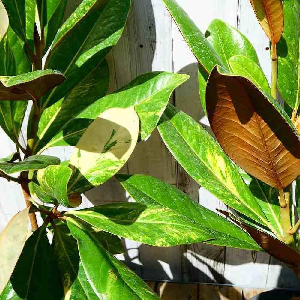 Amazon | タイサンボク 斑入り 苗 6号鉢 泰山木 苗木 植木 白い