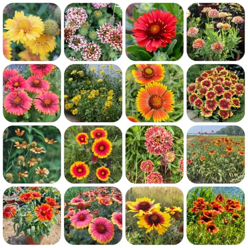kokardenblume, gaillardia, frühlingsblume wildblumensamen hochbeet gartenblumen, kräuterpflanzen seltene, wohnzimmer deko zierblumen blumendeko 600samen