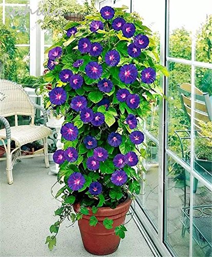 See full amazon price history chart for Garden Seeds Morning Glory Flower Pack of (AVG 100-120) Seeds x 1 Per Packet Garden Seeds Morning Glory Flower Pack of (AVG 100-120) Seeds x 1 Per Packet (B07D6BFPWF) Amazon Price History, Amazon Price Tracker