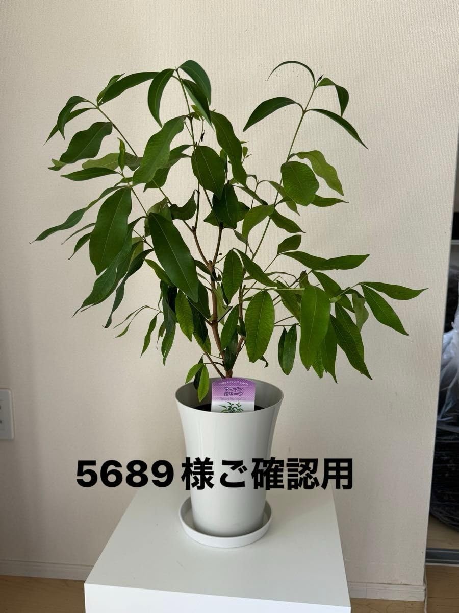 Mamazon様 確認用