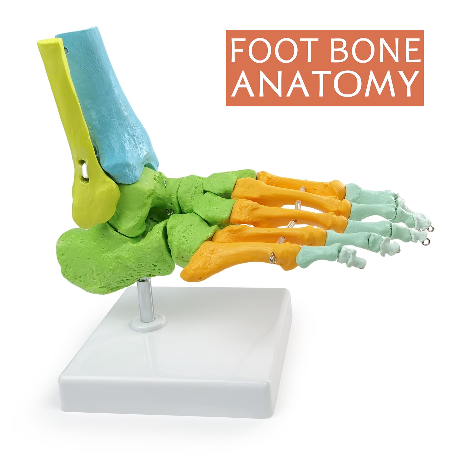 Modelo Anatómico De Pie Derecho Humano, Completamente Articulado, 1:1 | EVOTECH SCIENTIFIC Modelo Anatómico De Pie, Adecuado Para El Aprendizaje De Anatomía, Educación Y Demostración Didáctica