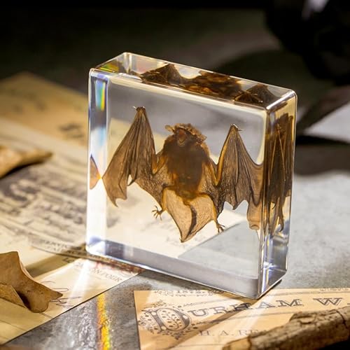 Miniatura 14 de Espécimen de araña real en resina, con tela de araña simulada, perfecto para la educación científica, coleccionistas de rarezas y entusiastas