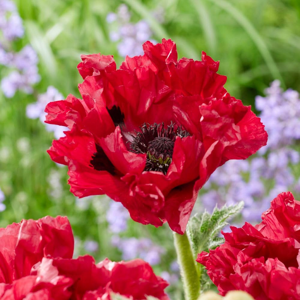Poppy 'Red Rumble' Papaver Orientale – Stunning Scarlet Flowers, Extra-Large Blooms, Easy to Grow Perennial, Ideal for Sunny Gardens - 3X 9cm Potted Plant by Thompson & Morgan