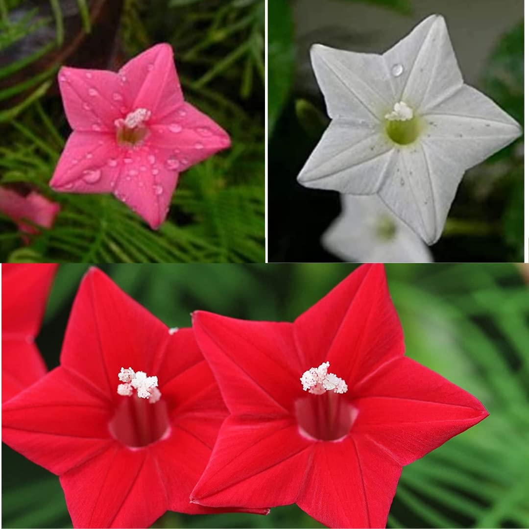 Ekaaksh Cypress Vine Mix Color Flower Seeds (B0BHF4BWMY) Amazon Price History, Amazon Price Tracker