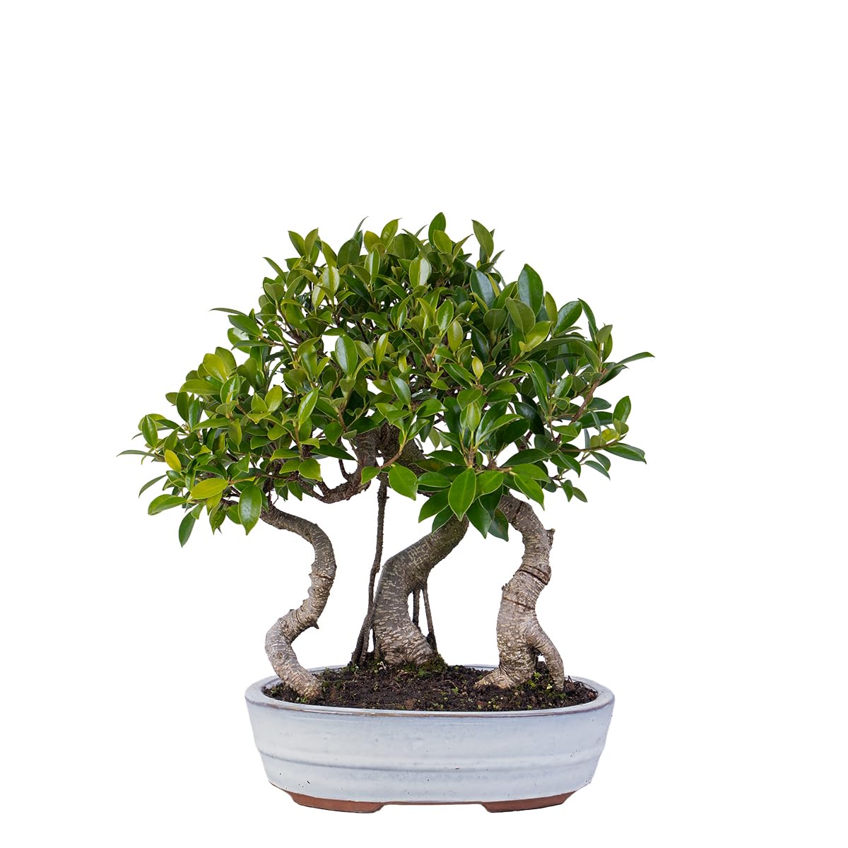 KENTIS - Bonsai Ficus Microcarpa a 3 Piante - Bonsai Ficus Retusa - Piante Vere da Interno - Vaso 26 cm
