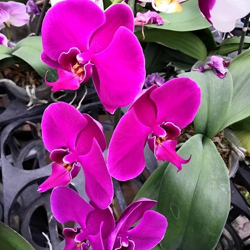 Miniatura 6 de Dendrobium Orquídea planta 2" olla ~ crecer hawaiana