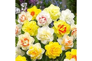 QAUZUY GARDEN Fresh Daffodils Flower Bulbs