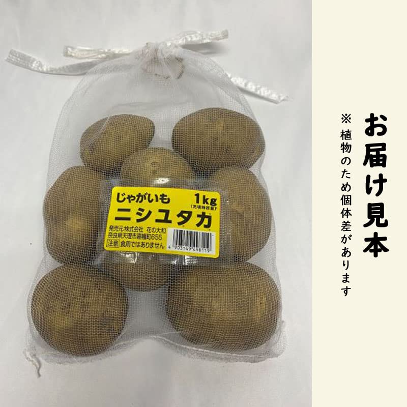 Amazon.co.jp: 種 じゃがいも にしゆたか ニシユタカ 約1kg ※大小