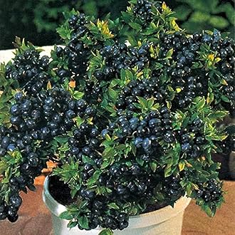 Sponsored Ad - Blueberry Live Plant Hybrid Fruit Rare Exotic Grape Tropical Fruit Live Plant (Blueberry Live Plant)