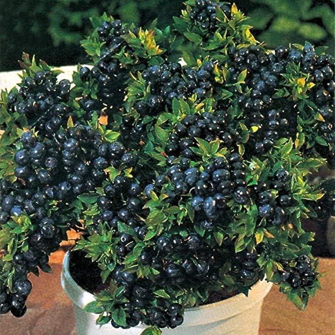 Blueberry Live Plant Hybrid Fruit Rare Exotic Grape Tropical Fruit Live Plant (Blueberry Live Plant)