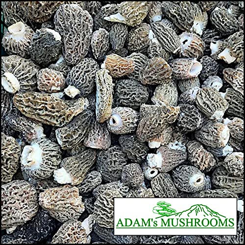 Adam's Mushrooms, Pacific Northwest Wild Morel Mushrooms (Morechella Elata), "Wild Harvest", Dried Mushrooms For Cooking, Picked & Trimmed 0.5 Oz (Pack Of 2)+Includes-Free Rhino Fine Foods Basil.071Oz #TOP6