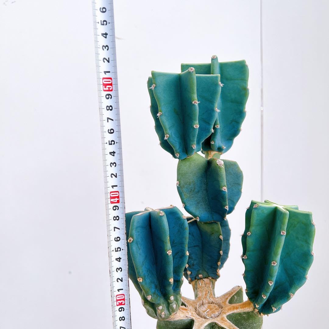 サボテン 柱サボテン ブランチ 鬼面角 38番 ドライガーデン 観葉植物