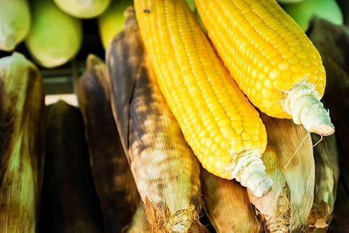 Vista 2 de Semillas de maíz dulce Bantam para plantar, maíz dulce favorito de Estados Unidos - Enviados desde Iowa, Estados Unidos (100 semillas)