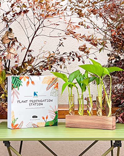 Kaxyew Desktop Glass Plant Propagation Station 5 Test Tube Plant Terrarium In Wooden Stand For Hydroponic Plants Cutting Office Home Decoration #TOP4