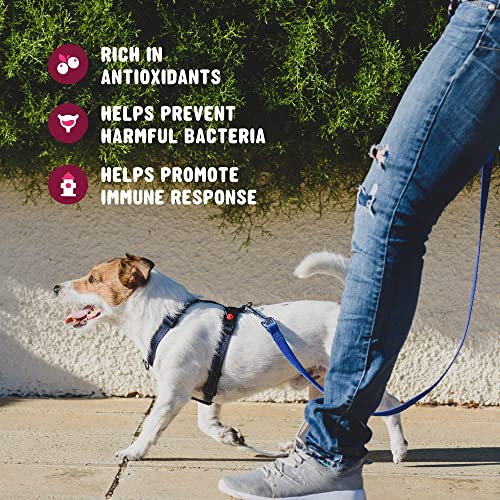 Active Chews | Cranberry Supplement For Dogs | Dog Uti, Bladder Control For Dogs | Dog Kidney Support, Dog Cranberry Supplement, Dog Health Supplies, Dog Incontinence Products | 120 Ct #TOP2