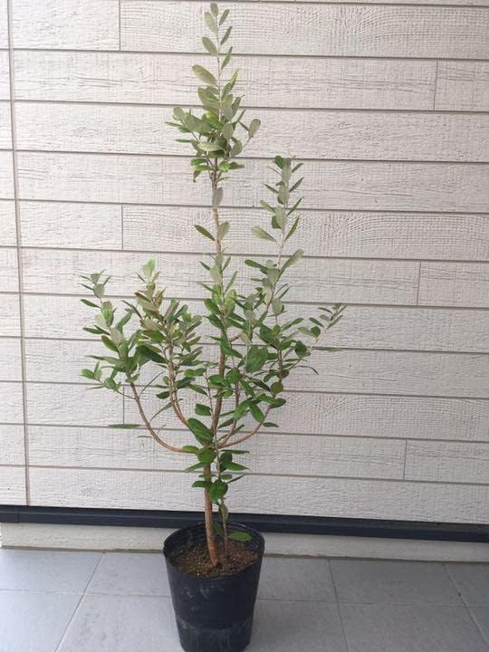 フェイジョア人気品種アポロ7号鉢高さ1.3m大株 【公式通販】 フェイジョア人気品種アポロ7号鉢高さ1.3m大株 【公式通販】