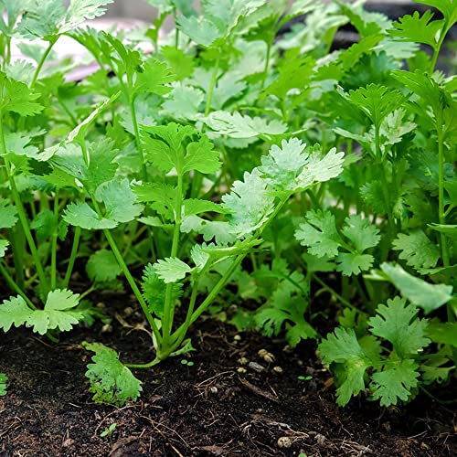 semillas de cilantro orgánicas perennes resistentes silvestres balcón 100pcs