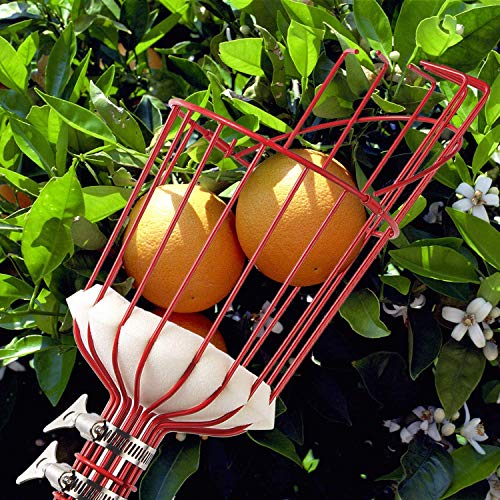 image for COCONUT Fruit Picker Head, for Picking Apples Oranges Plums Nectarines