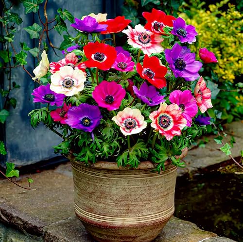 Anemonen Zwiebeln Winterhart De Caen - 50 Anemone Mix - Mehrjährig Blumenzwiebeln - Echte Pflanzen aus Holland - für Töpfe, Balkone und Garten (starke pflanze, kein Samen en nicht künstlich)