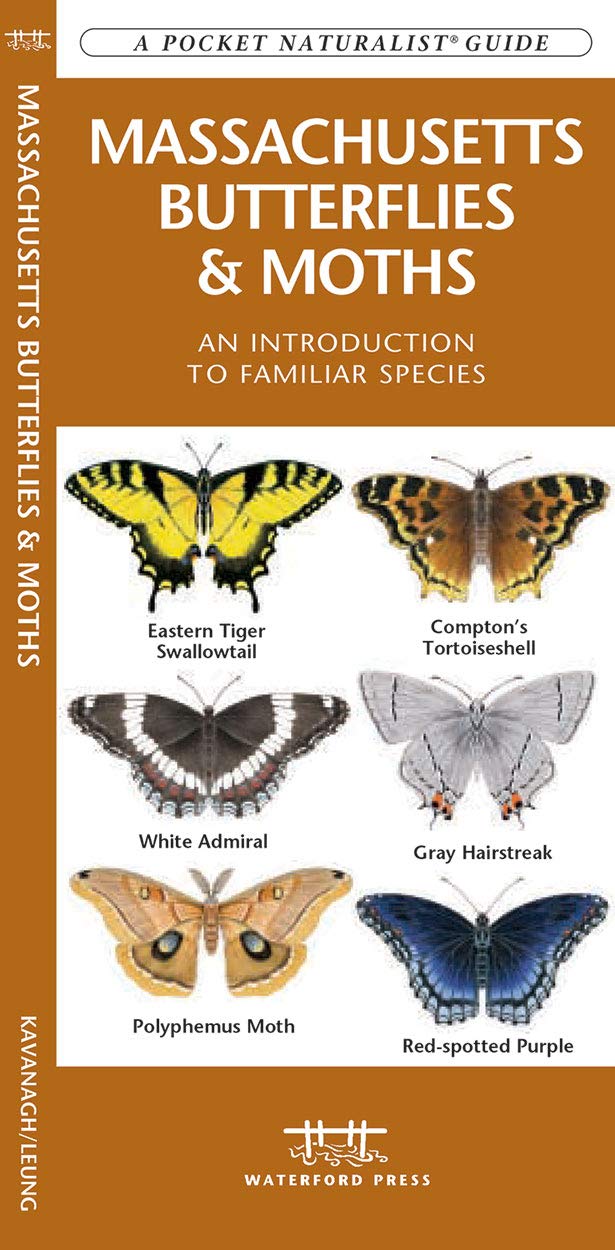 Massachusetts Butterflies & Moths: A Folding Pocket Guide to Familiar Species (A Pocket Naturalist Guide)