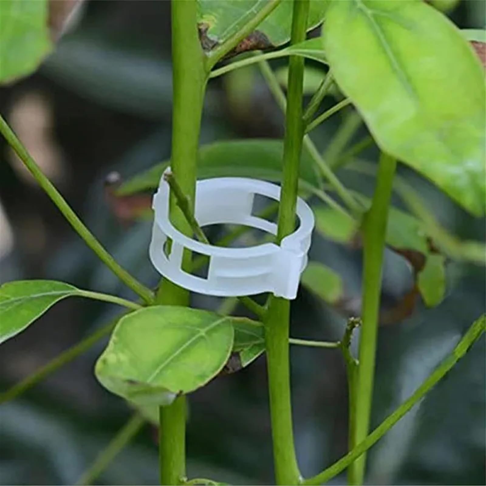 Mollette di sostegno per rampicanti da giardino, Clip di supporto for piante di vite in plastica riutilizzabili for orto 50/100/200 pezzi(100pcs)