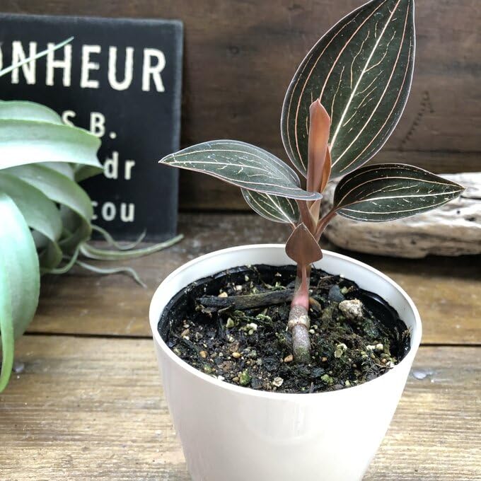 ひ*ん様 ジュエルオーキッド　ルディシアディスカラー　黄桜 Ludisia discolor '黄桜'[GK20-006] /Lud. discolor DarkLeaf SP-Line