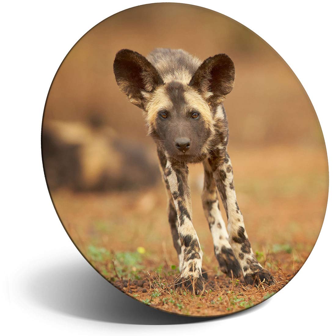 Destination Vinyl ltd Magnet for Refrigerator, Fridge - African Wild Dog Lycaon Pictus Puppy for Office, Cabinet and Whiteboard, Magnetic Stickers, 15731