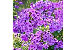 Purple Phlox Seeds: A Vibrant Perennial Ground Cover