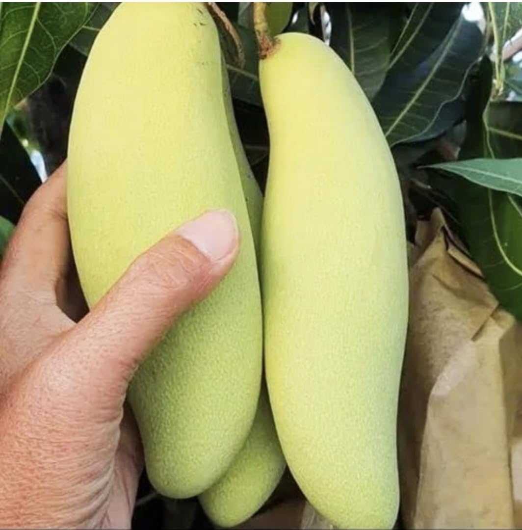 Nandini Garden Yellow Thai Banana Mango Grafted Live Plant Mango Mamidi Mangifera Indica Aam Amba Mankani Grafted 1 Live Plant Tree 1.5-2 Ft Size (B0C7SHK7N6) Amazon Price History, Amazon Price Tracker