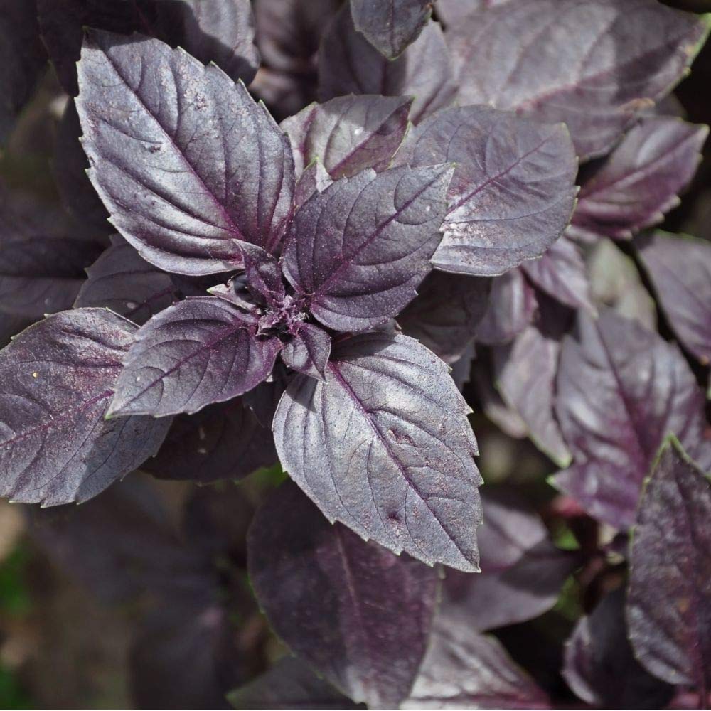Planthub Dark Opal Basil, Ocimum basilicum, Herb Flower Seed - Pack of 50 Seeds. (B07W3Y5GCM) Amazon Price History, Amazon Price Tracker