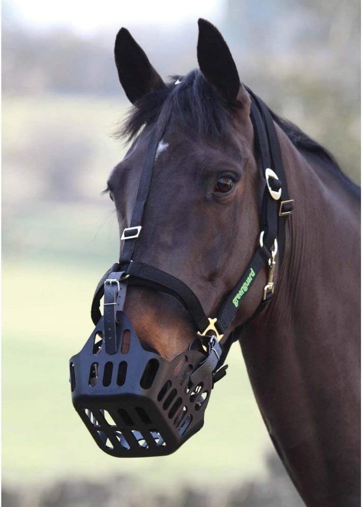 Padded Velcro Breakaway Safety Halter for GreenGuard Equine Grazing Muzzle - Horse, Pony, Mini, Donkey
