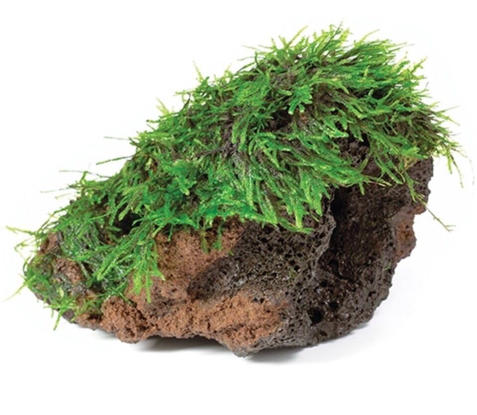 Maalavya Live Aquarium Aquatic Plant (Fire Moss On Lava Rock) |Moss Big Bunch (B0D9NX89YV) Amazon Price History, Amazon Price Tracker