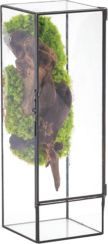 NCYP Terrario de cristal cerrado con puerta, 3.9 x 3.9 x 11.8 pulgadas, maceta rectangular alta para helechos, plantas suculentas, decoración de