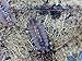 Critters Direct Live Isopods, Dwarf Purple Micropods ((Qty-25))